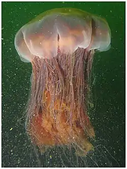 Medusa melena de león, la medusa conocida de mayor tamaño