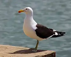 Larus dominicanus