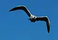 Una gaviota en vuelo.