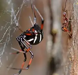 Araneae