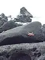 Grapsus grapsus, rocas volcánicas, en la Bahía Tortuga, Santa Cruz Galápagos