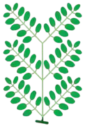 Hoja bipinadamente compuesta. En verde oscuro el pecíolo, en verde claro el raquis, las 6 raquillas y los peciolulos.