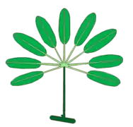Hoja palmadamente compuesta. En verde oscuro el pecíolo, en verde claro los peciolulos.