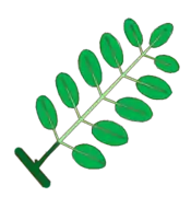 Hoja pinadamente compuesta, imparipinada. En verde oscuro el pecíolo, en verde claro el raquis y los peciolulos.