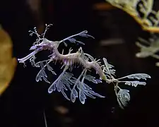 En el Shedd Acuario, Chicago, EE.UU.