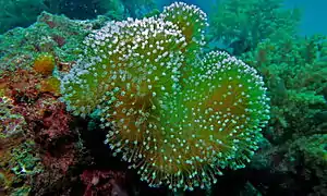 Sarcophyton sp.