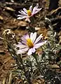 Corethrogyne filaginifolia