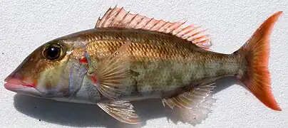 Lethrinus rubrioperculatus