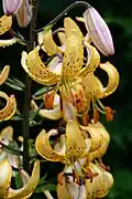 Híbrido del grupo cultivar Martagon: Lilium × dalhansonii 'Mrs R. O. Backhouse'