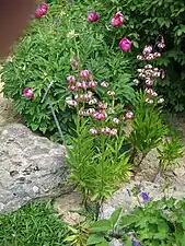 Lilium martagon