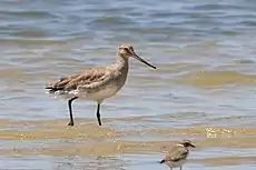 Becasa de mar (Limosa haemastica).