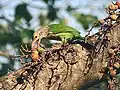 Comiendo higos (Ficus racemosa) en  Calcuta, Bengala Occidental, India.