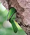 En un nido en Narendrapur, cerca de  Calcuta, Bengala Occidental, India.