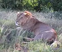 Ejemplar en la Reserva Nacional de Samburu, Kenia.