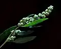 Inflorescencia