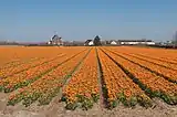 Lisse, el campo con tulipanes dobles amarillo-rojo en el Zwartelaan