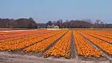 Lisse, el campo con tulipanes en el Lisserbeek