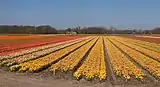 Lisse, el campo con tulipanes entre el Zwartelaan y el Lisserbeek