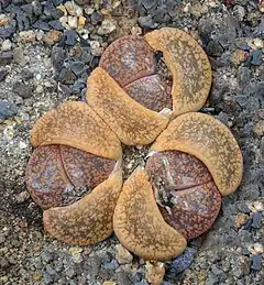 Lithops aucampiae
