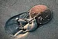 Mellita sp.