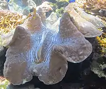 Tridacna gigas