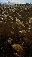 Carrizo (Phragmites australis).
