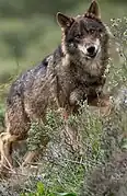 Lobo ibérico en Tudela de Duero