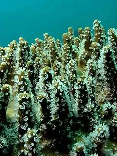 Lobophytum sp.