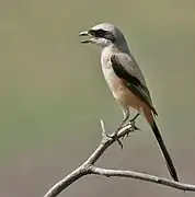 Dentirrostro (alcaudón de cola larga, Lanius schach)