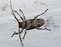 Leptostylus sp.