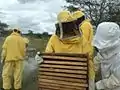 Módulo apícola (Apis mellifera).