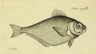 Pempheris compressa