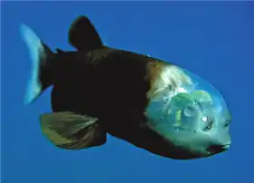 Macropinna Microstoma