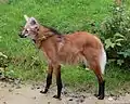 Lobo de crin