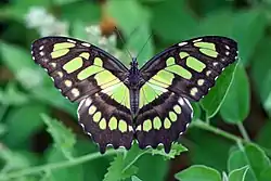 Siproeta stelenes.