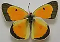 Colias eurytheme, ♂