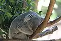 Maloo (nació el 10 de abril, 2001) es un koala de Queensland