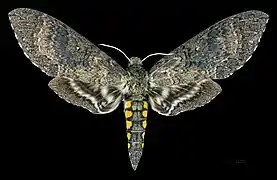 Dorsal   ♀