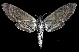Ventral ♀ △