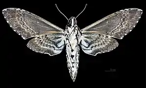 Macho Manduca rustica rustica, vista ventral