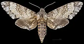 Manduca rustica calapagensis, vista dorsal MHNT