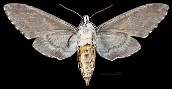 Manduca rustica calapagensis, vista ventral MHNT