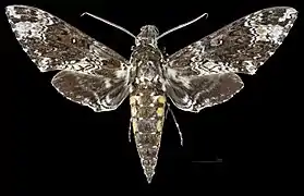 Manduca rustica cubana vista dorsal MHNT