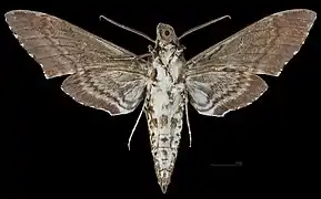 Manduca rustica cubana vista ventral MHNT