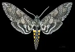 ♀