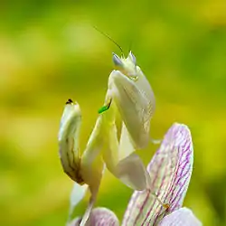 Mantis flor