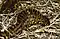Marbled_Newts_(Triturus_marmoratus)_male_and_female_(left_corner)_(36116729152)