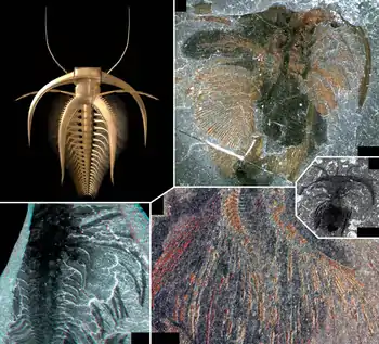 Marrella splendens por Haug et al. 20128A - vista dorsal en un modelo 3D renderizado, basado en observaciones propias B-E - micrografías bajo luz polarizada B - espécimen bien conservado USNM 83486f con los exópodos en una conservación "oxidada" (cf. García-Bellido y Collins 2006) C - imagen estereoscópica del espécimen USNM 139665. Los exópodos de los miembros anteriores se superponen, separados por una fina capa de sedimento D - detalle del espécimen ROM 56766A en conservación "oxidada". Aquí las espinas del lado lateral de los anillos del exópodo están bien conservadas E - uno de los ejemplares más pequeños de M. splendens USNM 219817e que posee restos de apéndices conservados