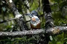 Avistamientos