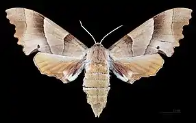 ♀
